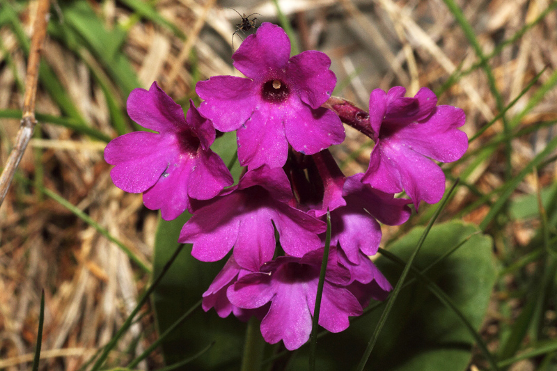 Primula latifolia subsp. graveolens / Primula vischiosa